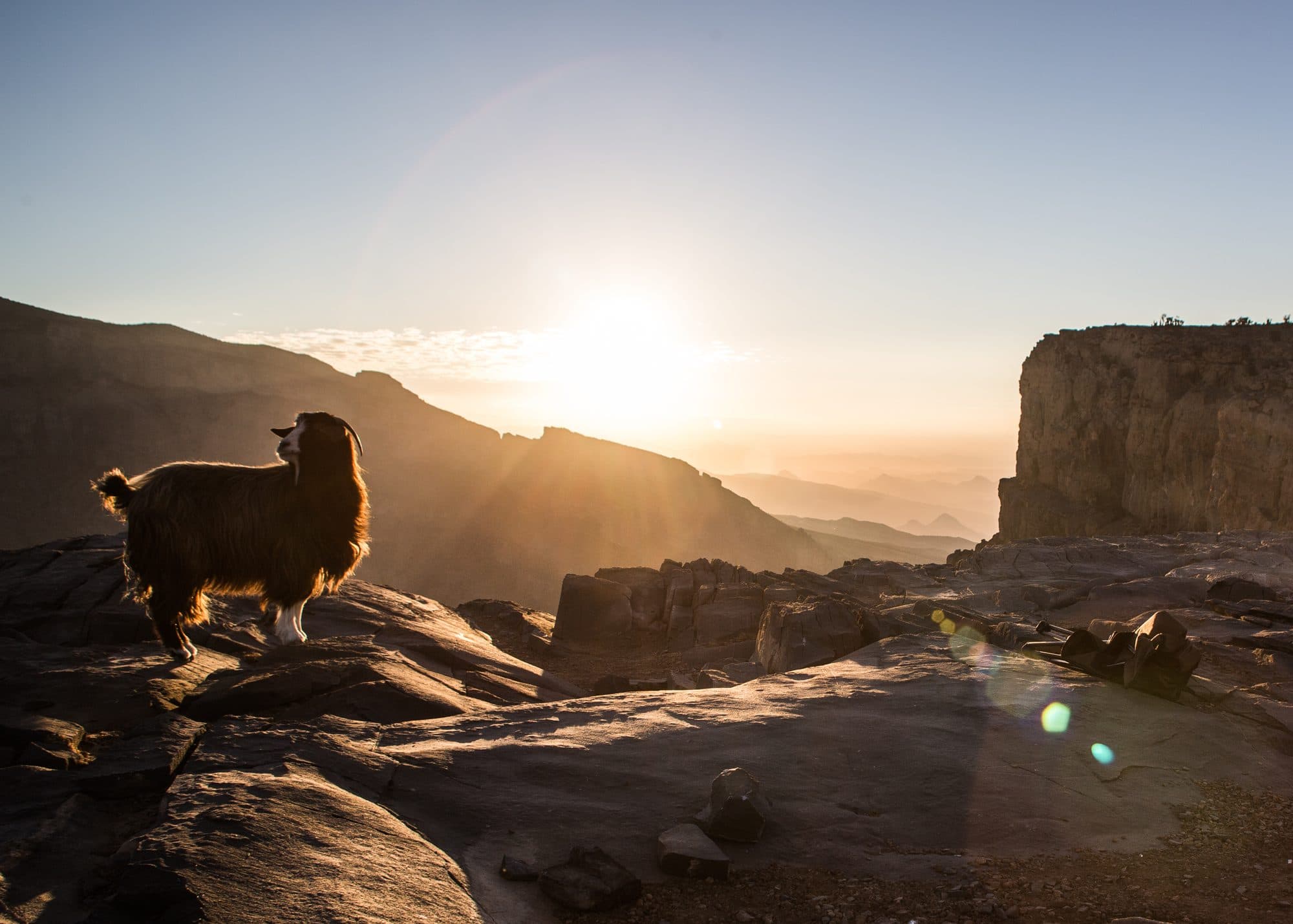 A long-haired mountain goat on the rocks of Jebel Shams at golden hour, with the canyon behind